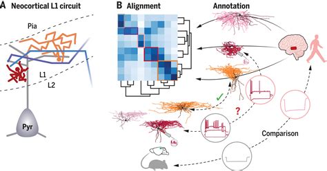 Morphoelectric and transcriptomic divergence of the layer 1 interneuron repertoire in human ...