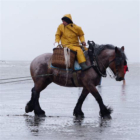 PAARDEVISSERS IN OOSTDUINKERKE - All You Need to Know BEFORE You Go ...