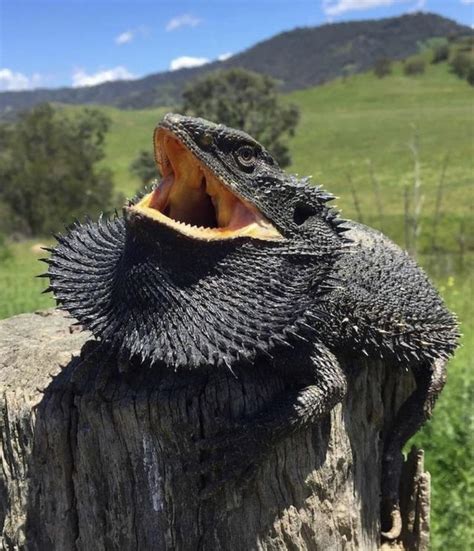 10000 best Bearded Dragons images on Pholder | Bearded Dragons, Aww and ...