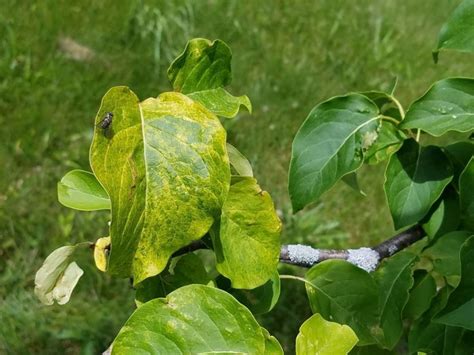 Syringa reticulata 'Golden Eclipse' - Golden Eclipse Japanese tree ...