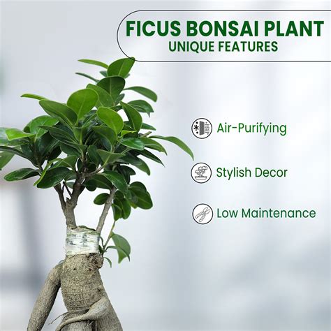 Buy Ficus Bonsai Plant Online – Urban Plant®
