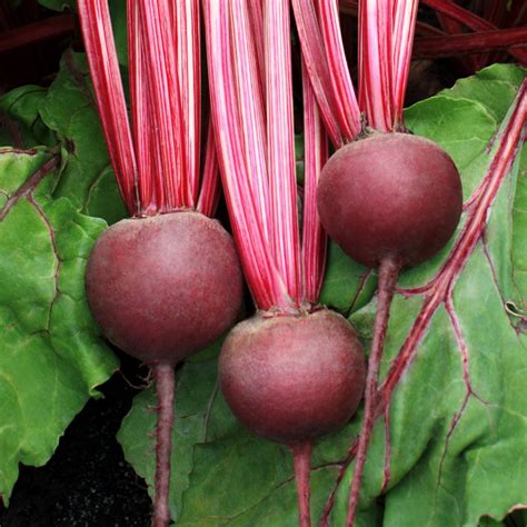 Beet Root Seeds Desi/Open pollinated – GardeningCentre