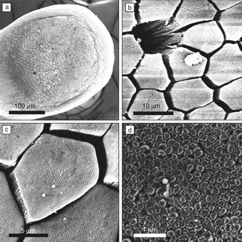 Image result for Microscope Toes