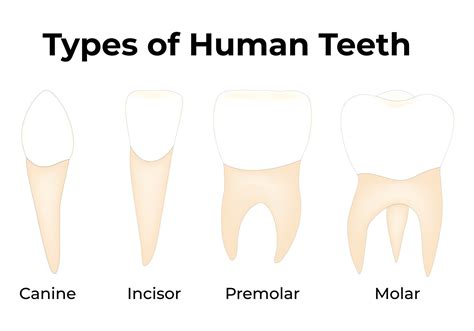 Types of Human Teeth Science Design Illustration Diagram 44792862 ...