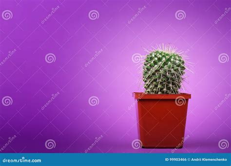 A Cactus Plural: Cacti, Cactuses or Cactus is a Member of the Plant ...