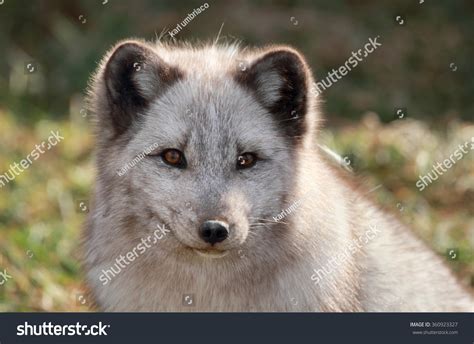 Arctic Fox During Summer Stock Photo 360923327 | Shutterstock