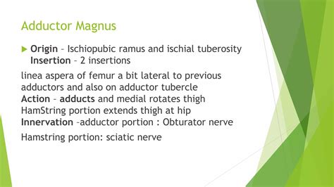 Medial compartment of thigh | PPTX - adductor tubercle of femur
