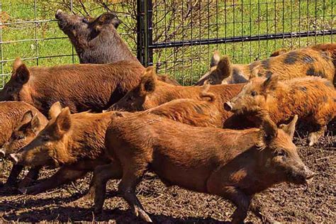 Turkey Hunting Tips 的图像结果