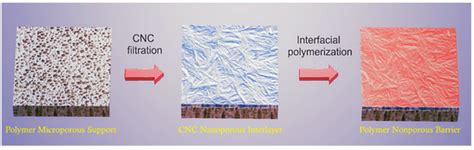 Cellulose Membranes: Synthesis and Applications for Water and Gas ...