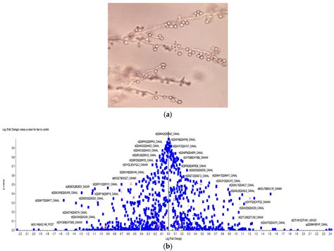 Chlamydospore Specific Proteins of Candida albicans