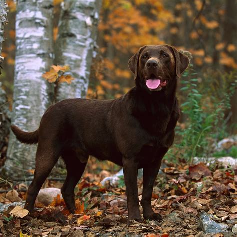 What Are Lab Dogs Good For
