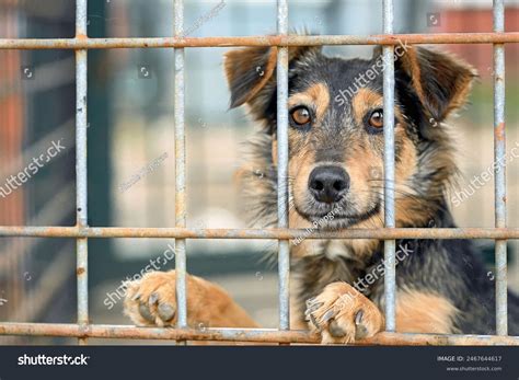 Cute Dog Behind Bars Animal Shelter Stock Photo 2467644617 | Shutterstock