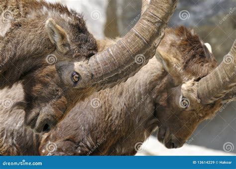 Alpine ibex, capra Ibex stock image. Image of capricorn - 13614229
