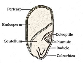 The following is the illustration of the sequence of ovarian events “a ...