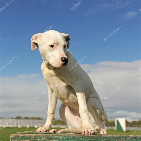 Blue Dogo Argentino