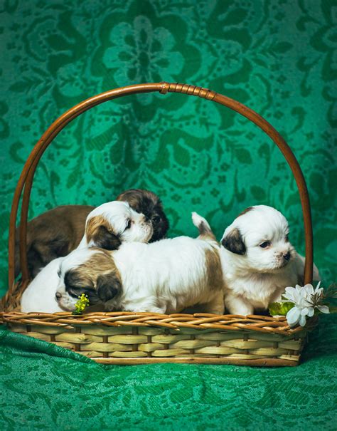 Puppies In Basket Photos, Download The BEST Free Puppies In Basket ...