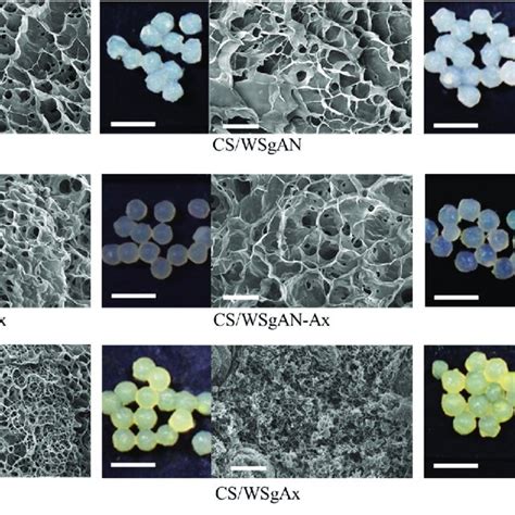 Image result for 20X Microscope Scale Bar
