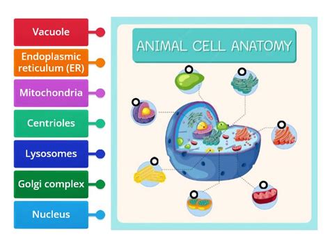 Animal Cell Organelles - Labelled diagram