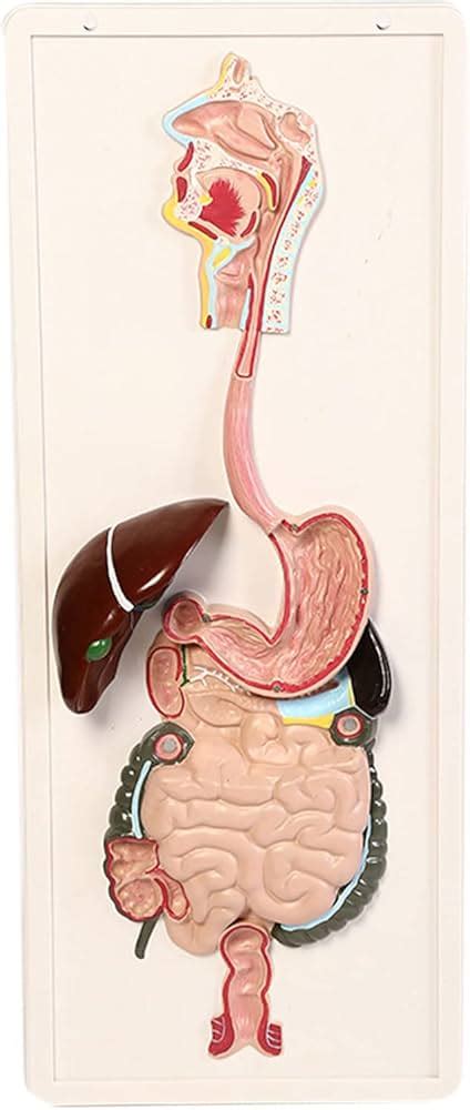 Image result for Digestive System Using Clay