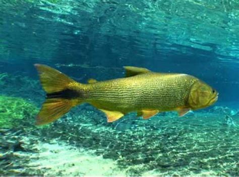 Peixe dourado em águas do Pantanal brasileiro