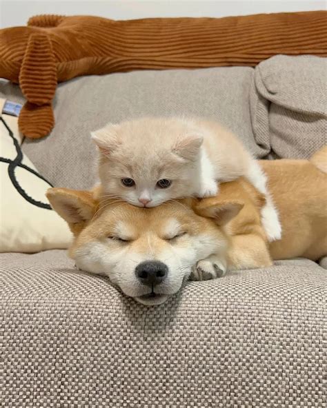 cats | I’ll stay by your side,so sleep peacefully 🫧

-
-
-
cr:oiiaoiia
#cat #catsofinstagram #cats #kitten #kittens #meow #meowmeow #fyp #fypシ... | Instagram