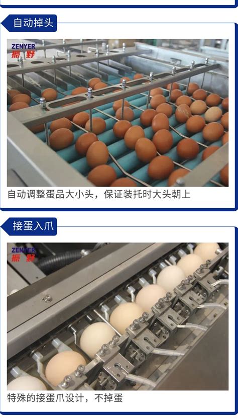 ZYZ-DA1蛋品装托机 - 深圳市振野蛋品智能设备股份有限公司 - 农业机械网