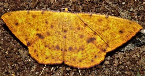 Eumelea ludovicata | Moths