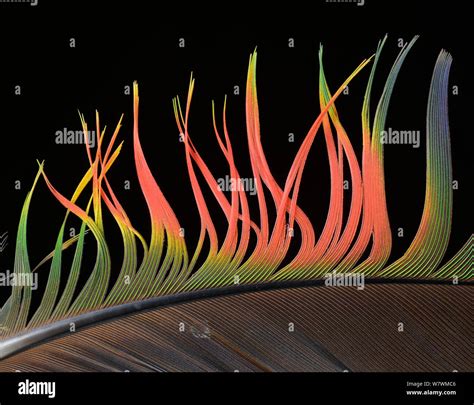 Yellow Naped Amazon Parrot (Amazona auropalliata) feather against black background Stock Photo ...