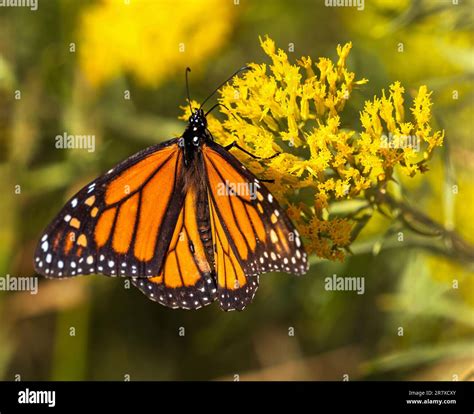 Hair on monarch butterfly hi-res stock photography and images - Alamy