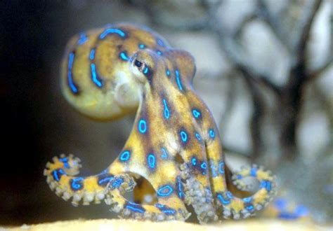 Image result for Blue-Ringed Octopus Color