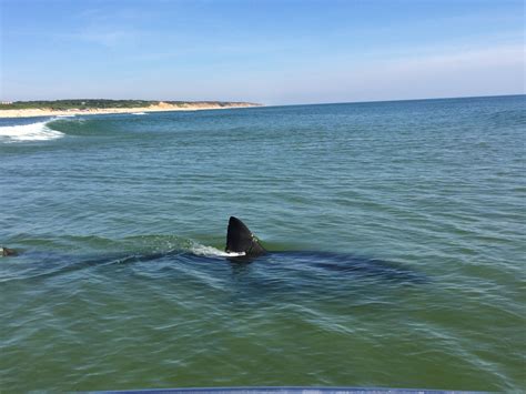 Cape Cod Shark