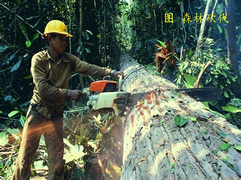 承包山地上的树随意砍？巢湖五人被起诉-NestNews.cn