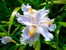 iris fiore coltivazione p 236 creativa orchidea o spadoni iris japonica iris fiore coltivazione p 236 creativa orchidea o spadoni iris japonica