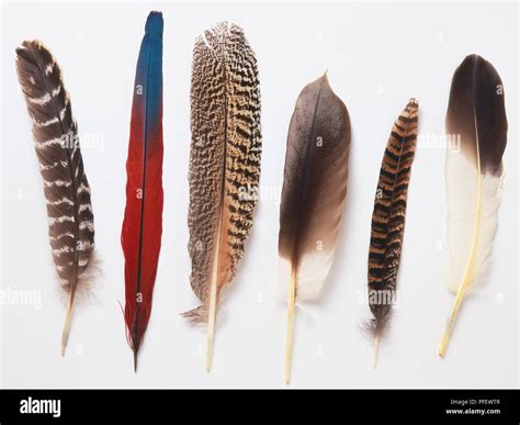 Different Bird Feathers