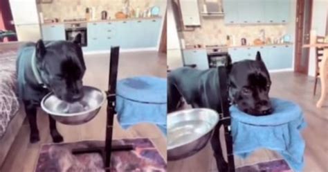 Dog Wipes Mouth With Towel