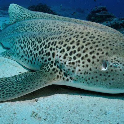 NaturallyGC Saving a Species: Leopard Sharks, (Pacific Pines) Map is an ...