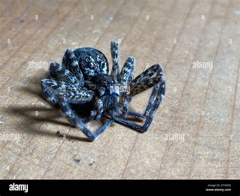 Dark Fishing Spider (Dolomedes tenebrosus Stock Photo - Alamy