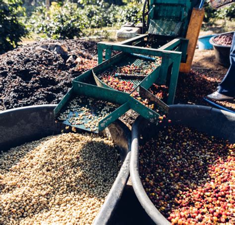 How Is Coffee Processed 的图像结果