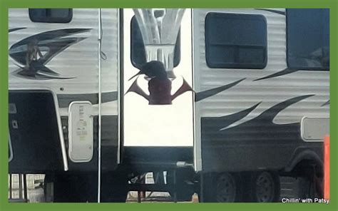 Image result for Happy Thanksgiving Patsy Stone