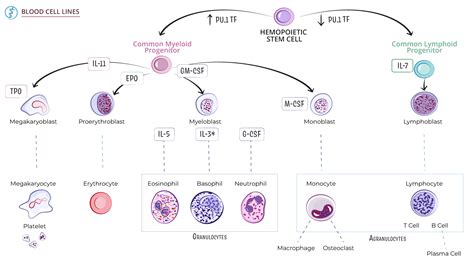 Image result for Blood Cell Lineage Chart