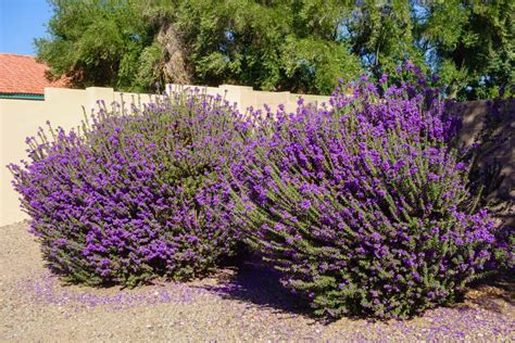 24 Heat-Tolerant Plants That Keep Thriving Even in Triple-Digit Temps