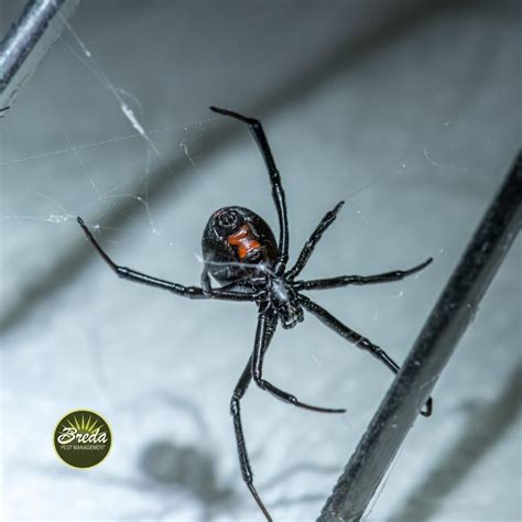 Dangerous Spiders In Ga at Cheryl Franklin blog