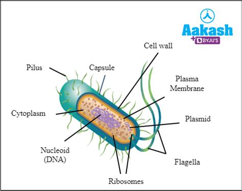 Difference Between Archaea and Bacteria in Biology: Definition, Types ...