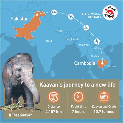 The Loneliest Elephant in the World - FOUR PAWS International - Animal ...