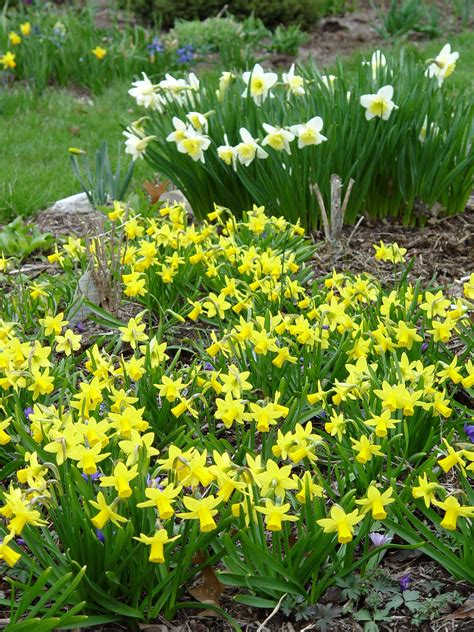 10 Plants Deer Won’t Eat: Maybe | Garden Housecalls