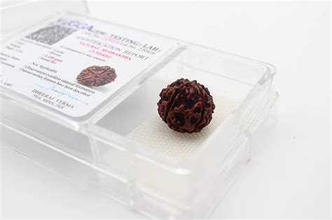 Dharmsaar Original 5 Mukhi Rudraksha, Certified Nepali Panch Mukhi ...