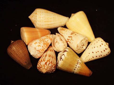 Image result for Cone Shell Types