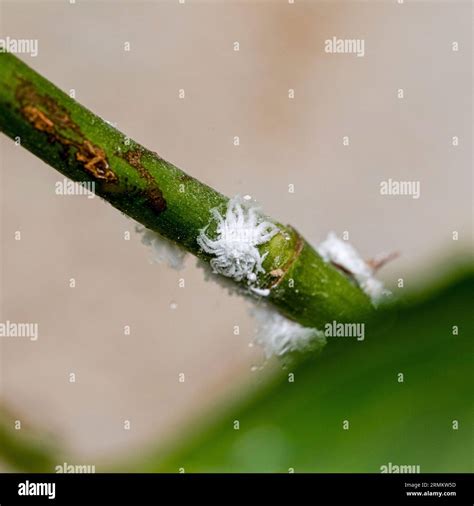 Mealy bugs on a rose stem and leaf. Cluster of mealy bugs (Icerya ...