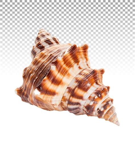 Image result for Shells without Backround