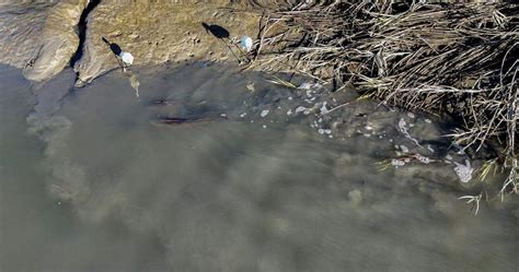 Bluffton man films giant redfish school near Hilton Head, SC | Hilton ...